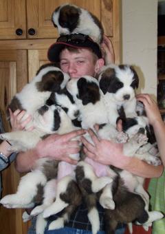 Tyler having puppymania